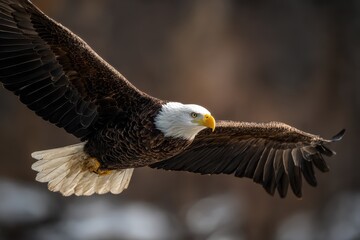Obraz premium Majestic bald eagle soaring through a clear sky in search of prey near a serene river at dawn