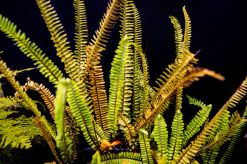Close up of lush green sword fern fronds on a dark background