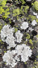 Close-up of rock surface covered in various colored lichen