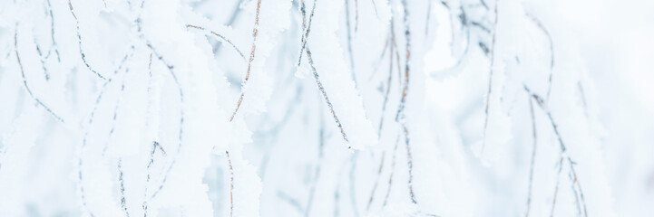 Snow and rime ice on the branches of bushes. Trees covered with hoarfrost. Plants in the park are covered with hoar frost. Cold snowy winter weather. Frosting texture. Wide panoramic light background.