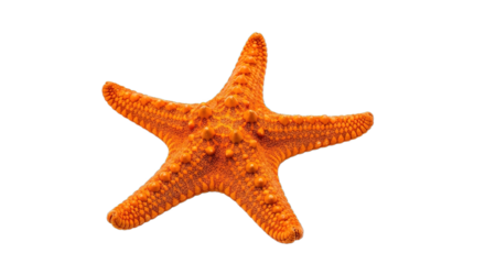 Orange starfish isolated on white background.
