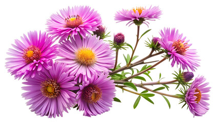 A vibrant bunch of purple aster flowers isolated on transparent background, showcasing their delicate petals and yellow centers in a beautiful and natural arrangement