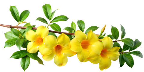 Vibrant yellow allamanda flowers isolated on transparent background, displaying the tropical beauty of nature with their trumpetshaped blooms and lush green foliage