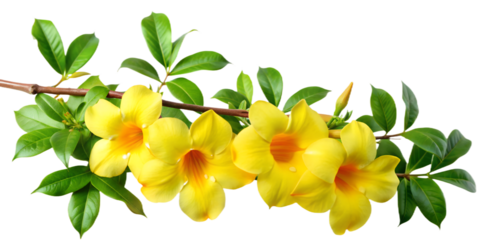 Vibrant yellow allamanda flowers isolated on transparent background, displaying the tropical beauty of nature with their trumpetshaped blooms and lush green foliage