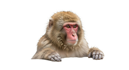 Obraz premium Monkey with brown fur and red face resting on a surface isolated.