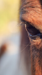 Close-up detail of a horse eye with blonde mane, symbolizing strength, freedom and beauty. Animal portrait in natural light, perfect for concepts of nature, wildlife and emotional connection. 