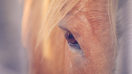 Close-up detail of a horse eye with blonde mane, symbolizing strength, freedom and beauty. Animal portrait in natural light, perfect for concepts of nature, wildlife and emotional connection. 