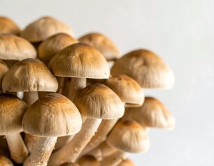 Fototapeta premium Close-up cluster of mushrooms