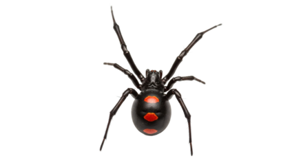 Black widow spider with red hourglass marking on white background.