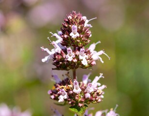Close-up of a vibrant flower cluster