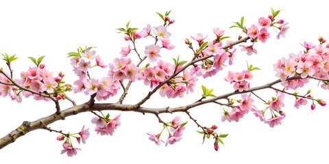A delicate branch of cherry blossoms isolated on transparent background, showcasing the beauty of spring with its soft pink petals and fresh green leaves in full bloom