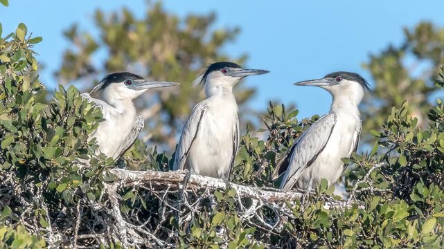 Group of Herons Resting in Tree