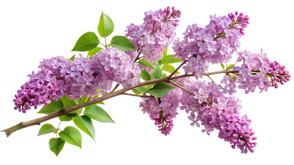 A beautiful lilac branch isolated on transparent background showcases delicate purple flowers and vibrant green leaves, capturing the essence of spring in a stunning floral display