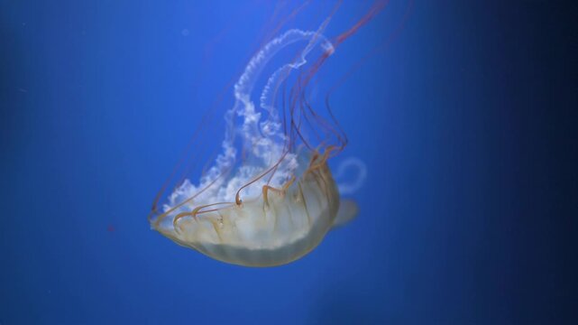 Jellyfish Drifting in Blue Water