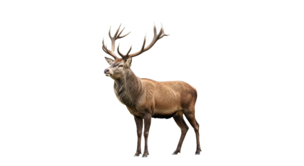 A brown deer with large antlers stands isolated against a white background.