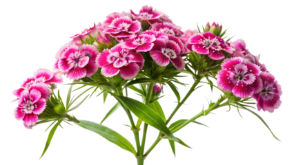 Charming dianthus flowers isolated on transparent background, showcasing their vibrant pink petals, intricate patterns, and delicate beauty, creating a visually appealing floral arrangement