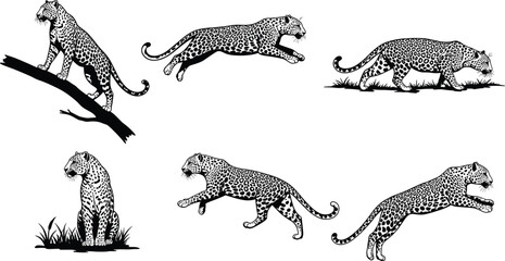Leopard silhouette collection, six wild animal poses, standing, leaping, stalking, sitting, running, walking, wildlife predator vector, cad drawing flat vector illustration