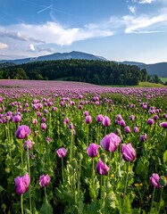 Obraz premium Lush purple poppy field, mountains