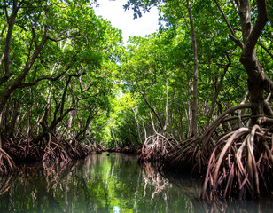 Lush Tropical Mangrove Forest with Calm Waterway Reflection