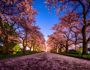 Serene Cherry Blossom Pathway Under Twilight Sky with Petals