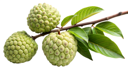 Three sugar apples, isolated on transparent background, hang gracefully from a branch, their textured skin and vibrant green hue creating a visually appealing and exotic scene