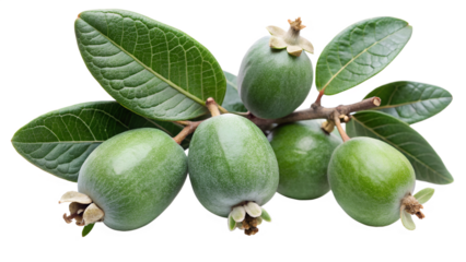 Feijoa fruits isolated on transparent background, showcasing their unique texture and vibrant green color, along with the surrounding leaves and branch, creating a natural composition