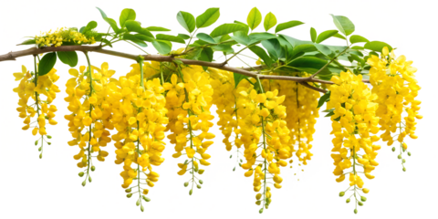 A cascade of golden chain flowers isolated on transparent background, creating a stunning display of vibrant yellow blossoms against a clean backdrop, a symbol of beauty
