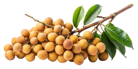 A cluster of longan fruits on a branch, isolated on transparent background, showcasing their round shape, brown skin, and fresh green leaves, a tropical delight from southeast asia