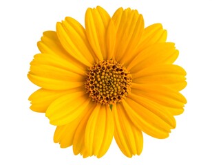 Obraz premium Close-up of a bright yellow flower (1)