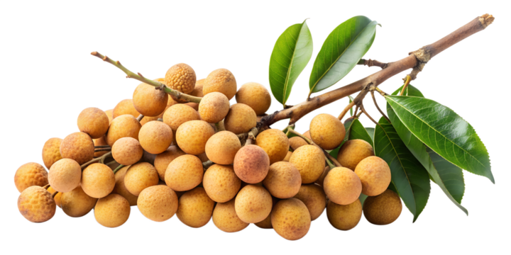 A cluster of longan fruits on a branch, isolated on transparent background, showcasing their round shape, brown skin, and fresh green leaves, a tropical delight from southeast asia