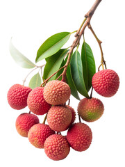 A bunch of fresh lychee fruits hanging on a branch with green leaves, isolated on transparent background, showcasing the fruits bumpy texture and vibrant red color