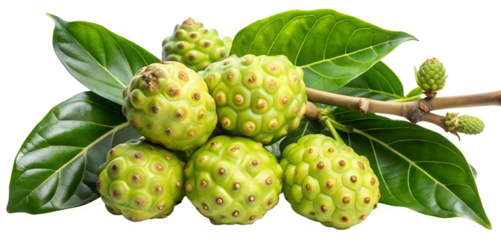 Noni fruits isolated on transparent background, showcasing its bumpy texture and vibrant green color, surrounded by lush green leaves and a sturdy branch, highlighting its natural beauty