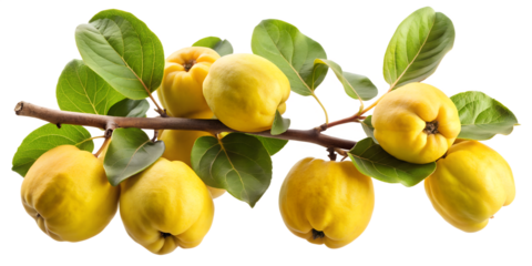 A branch laden with ripe quince fruits isolated on transparent background, their golden yellow skin and lush green leaves creating a delightful display of natures bounty