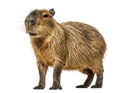 Close-up of a capybara