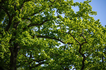 The treetop of a huge, healthy oak tree with many large branches and green leaves.