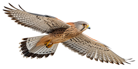Fototapeta premium Kestrel PNG – Realistic Flying Small Falcon on Transparent Background