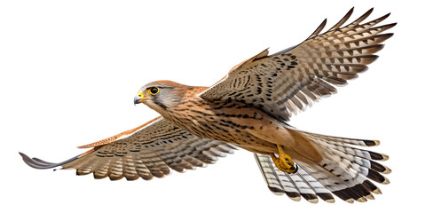 Fototapeta premium Kestrel PNG – Realistic Flying Small Falcon on Transparent Background