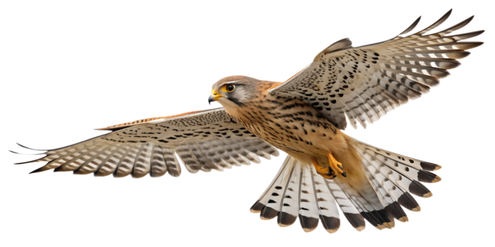Kestrel PNG – Realistic Flying Small Falcon on Transparent Background