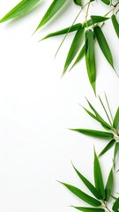 Lush green bamboo leaves arranged asymmetrically against a clean white backdrop, creating a vibrant, natural border