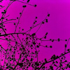 鮮やかなピンクの画面に広がる木の枝のシルエット
