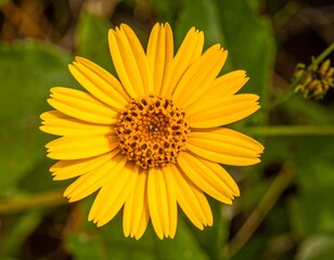 Close-up of a vibrant yellow flower (6)