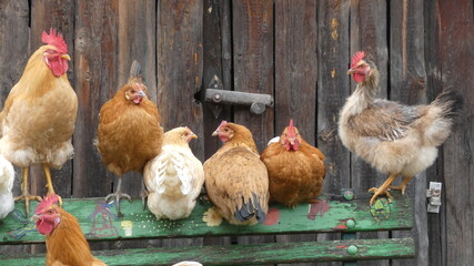 Country chickens, roosters on the perch seek shelter from the rain