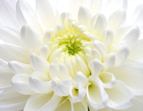 Close-up of a white chrysanthemum - Powered by Adobe