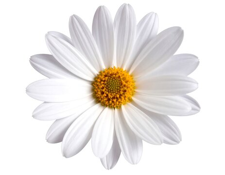 Close-up of a white daisy (1)