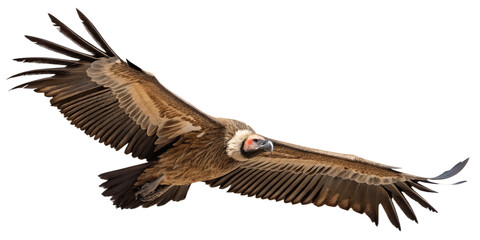 Vulture PNG &ndash; Realistic Flying Scavenger Bird on Transparent Background