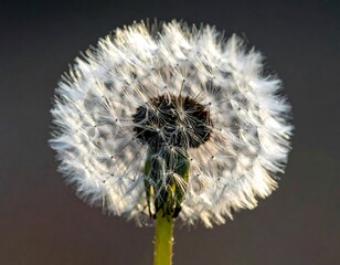 Close-up of a dandelion seed head (2)