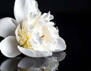 Close-up of a white peony