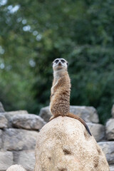 SURICATO - MEERKAT looks out from a rock.