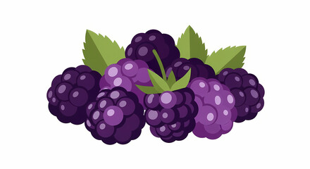 Fototapeta premium vector illustration of a blackberry
