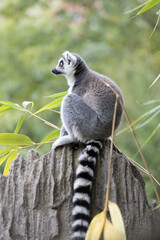 Anello lemure codato - Lemur catta